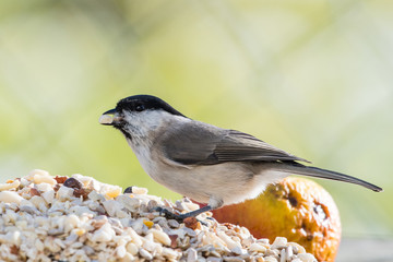 Sumpfmeise an Fütterung