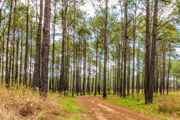 Savannah and pine forest in Thung Salaeng Luang National Park, Thailand