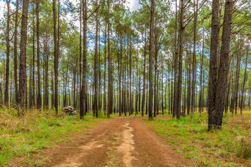 Savannah and pine forest in Thung Salaeng Luang National Park, Thailand