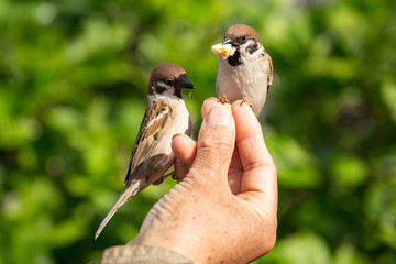 Vögel füttern mit der Hand