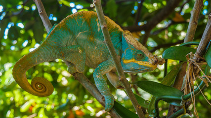 Chameleon on a branch