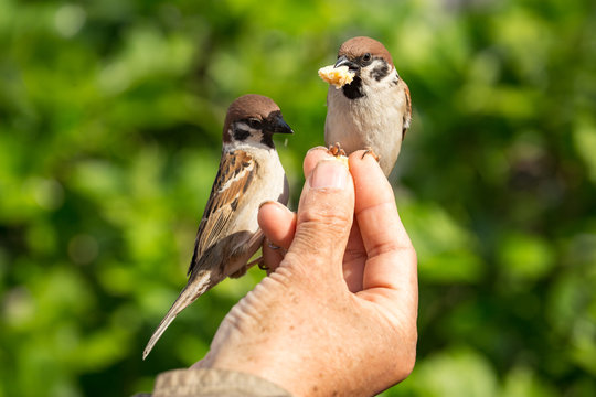 V&ouml;gel f&uuml;ttern mit der Hand