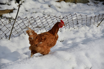 domestic chicken walking and eating on the snow farm in the winter