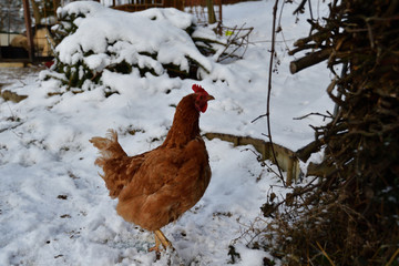 domestic chicken walking and eating  on the snow farm in the winter