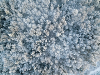 Aerial View of Snow Covered Forest