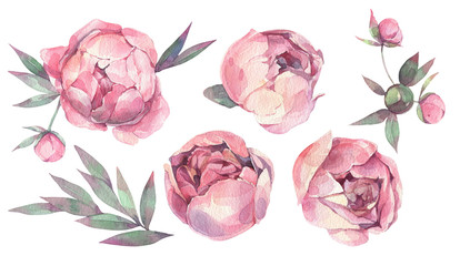 Watercolor set with peonies. Hand drawn illustration on white background.