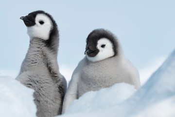 Emperor Penguins chicks on ice in Antarctica