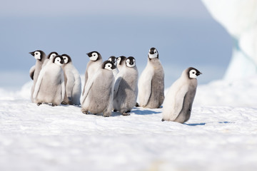Emperor Penguins chicks on ice at Snow Hill