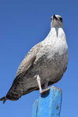 Essaouira, Maroko , Marocco , mewy © Urszula