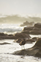 bird on beach