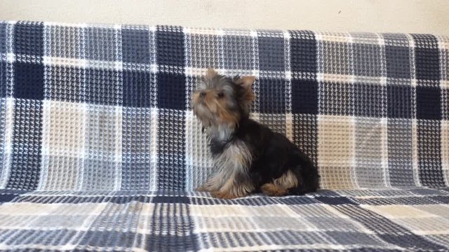 funny yorkshire terrier puppy on the couch