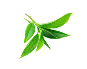 Green tea leaf on white background