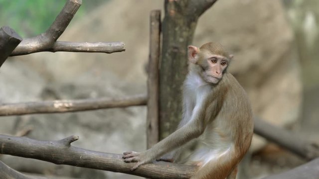 Macaque