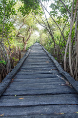wooden bridge in the forest