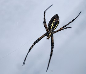 Big 'Ol Scary Spider