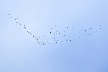 flock of birds flying 