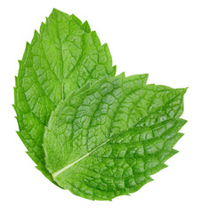 mint leaves isolated