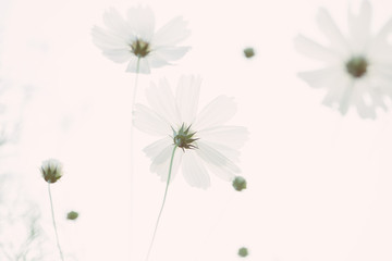 Close-up Pink Cosmos flowers, Flowery meadows and natural sunlight 