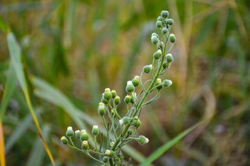 close up flowers in garden