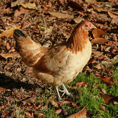 Poule rousse