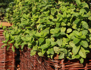 Menthe dans un carré potager