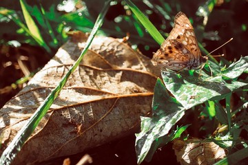 Butterfly on a Leaf