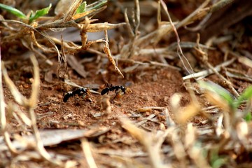 Ants with baby ants