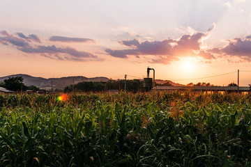 sunset over wheat field