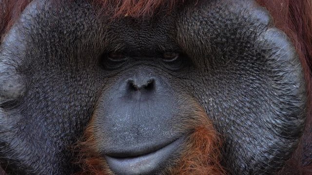 Portrait of Bornean Orangutan Monkey (Pongo Pygmaeus)