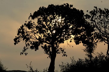 Fototapeta na wymiar silhouette of a tree in sunset