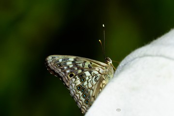 Butterfly Resting on Shorts