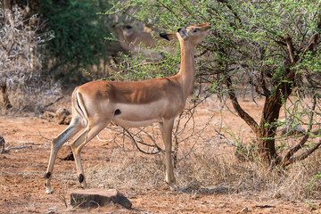 Impala, Aepyceros melampus, Afrique du Sud
