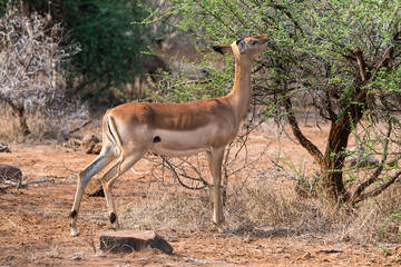 Impala, Aepyceros melampus, Afrique du Sud