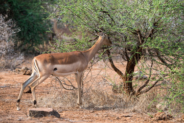 Impala, Aepyceros melampus, Afrique du Sud