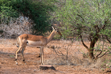 Impala, Aepyceros melampus, Afrique du Sud