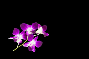 Fototapeta na wymiar purple orchids isolated on black background