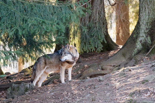 Wolf
