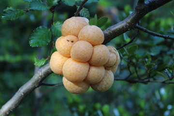 Orange  fruit  of  the  trees