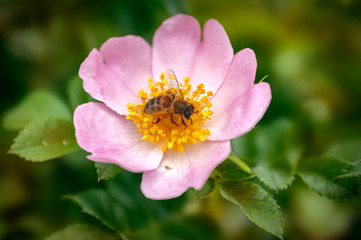 rose with a bee