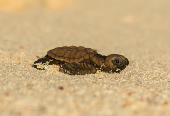 Baby Hawksbill Sea Turtle 