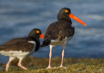 American Oystercatcher
