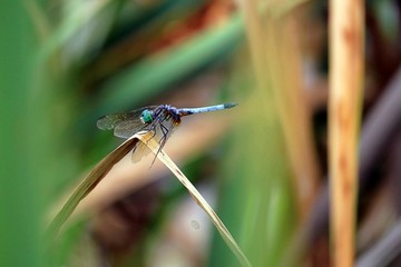 Dragonfly Resting Near Pond