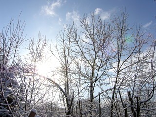 Licht, Schneebedeckte Äste
