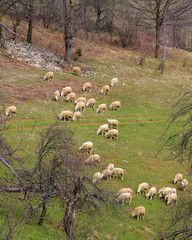 Pasture full of sheep