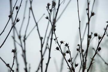 Branches and twigs in silhouette in late afternoon in a garden in the autumn