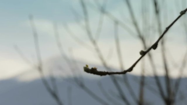 Early spring mountain hills with leafless trees. Romania, Carpathians Focus in