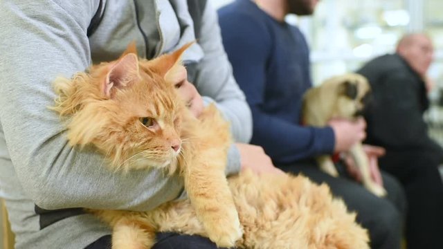 Maine Coon is a huge red cat in the queue for a medical examination in a veterinary clinic