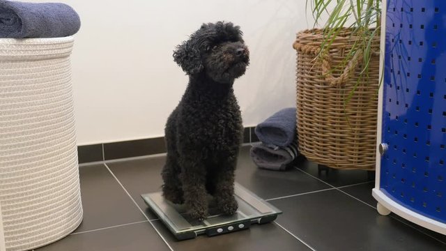 Cute dog jumps on personal scale in the bathroom  and looks at the display how heavy he is