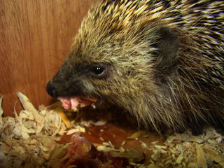 The hedgehog eats meat. European hedgehog hedgehog is looking forward.  blue eyes, animals, animal, wild nature, wildlife, forest, woods, animals in the city