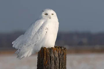 Papier Peint photo Hibou Snowy owl (Bubo scandiacus) male perched on a wooden post at sunset in winter in Ottawa, Canada
